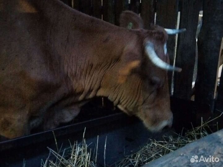 Корова дойная,два телка