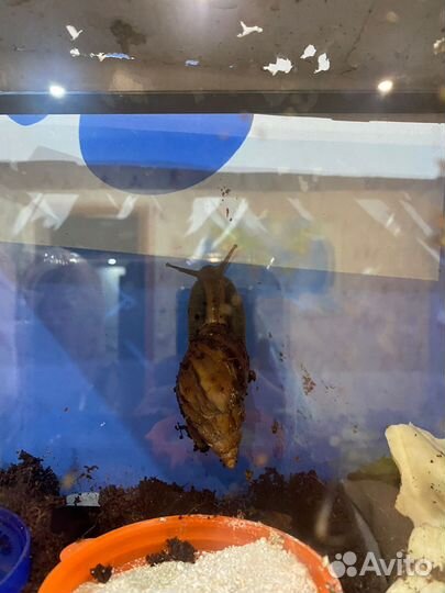 Улитки ахатины