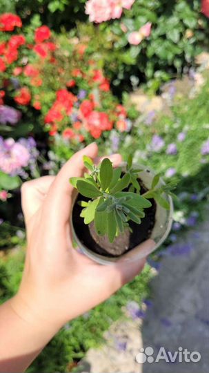 Лаванда саженцы