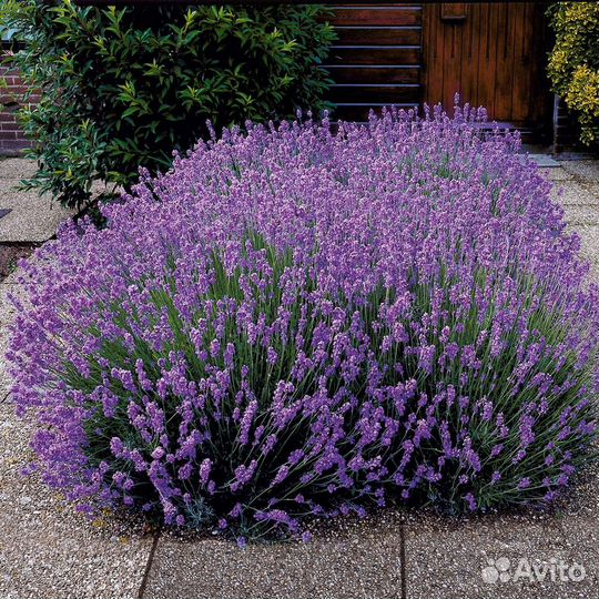 Зимостойкая Лаванда - Аlena.park