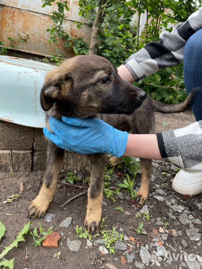Щенок в добрые руки