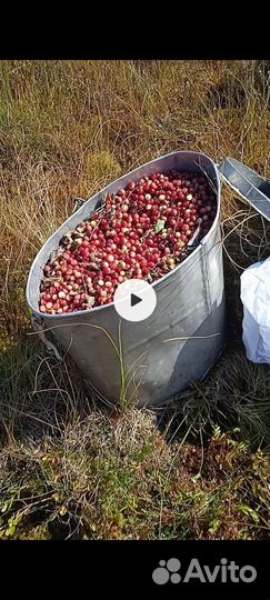 Клюква свежая