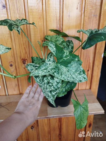 Сингониум моттлед