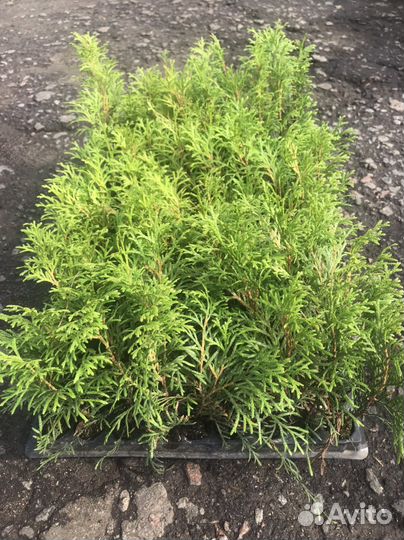 Туя западная Смарагд