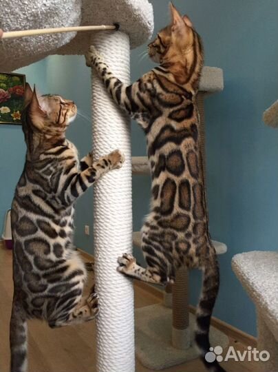 Бенгальские девочки на совладение с правом разв-я