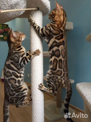 Бенгальские девочки на совладение с правом разв-я