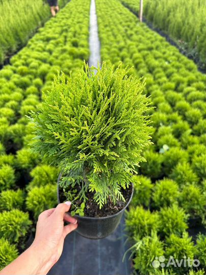 Туя шаровидная даника, вудварди, голден глоб
