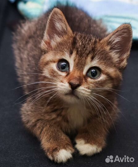 Котята 3 мес