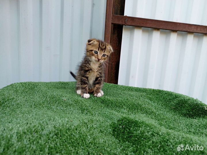 Комочек счастья