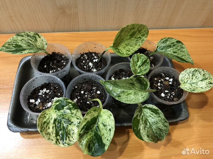 Сциндапсусы/ эпипремнумы