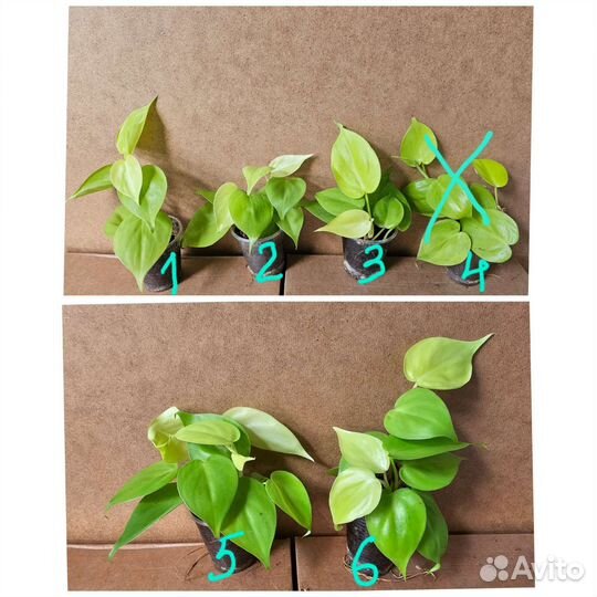 Pinnatum variegata/moonlight/Shangrila/Brandiantum