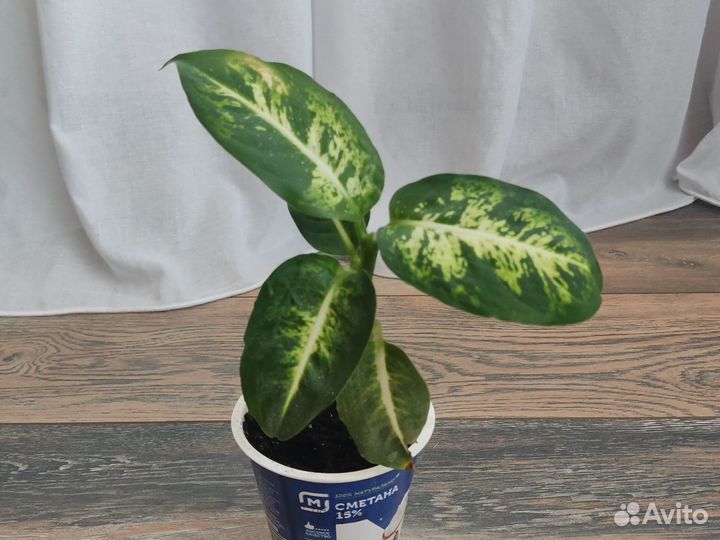 Диффенбахия