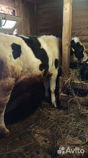 Телята бычки