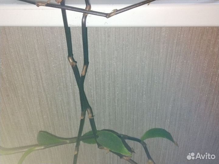 Растение Золотой ус. 15колен