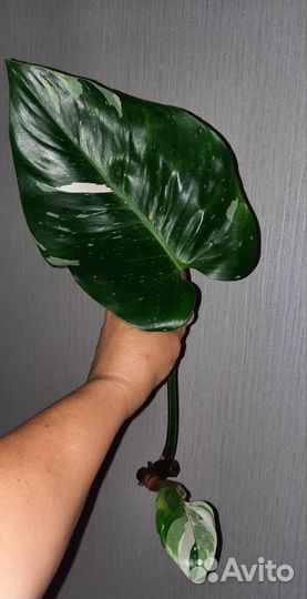Филодендрон