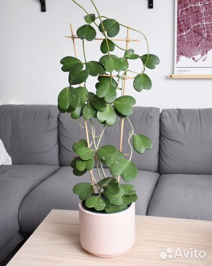 Хойя, набор черенков 3 штуки