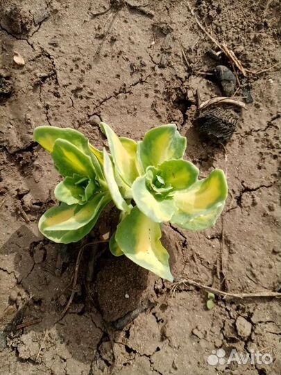 Очиток вариегатный