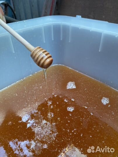 Мед акация 2024 июнь