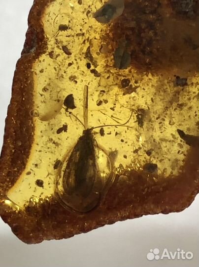 Янтарь с инклюзом куриный бог