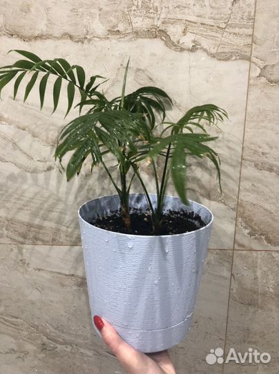 Растения комнатные