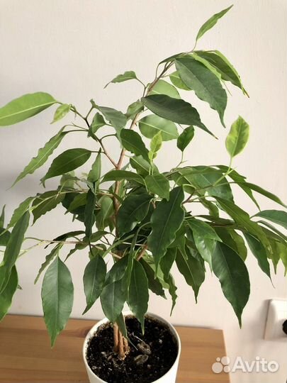 Сортовые фикусы