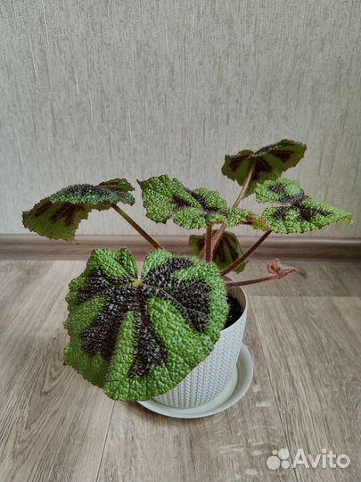 Бегония Мэсона