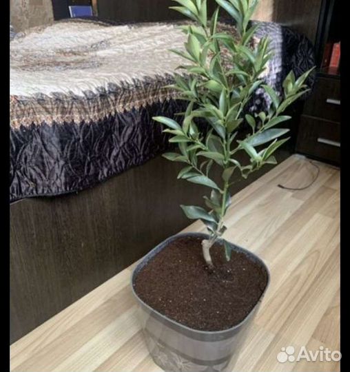 Саженцы кумкват