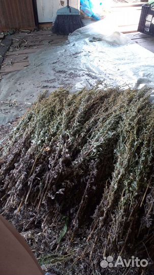 Полынь горькая