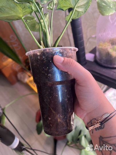 Сингониум серый призрак