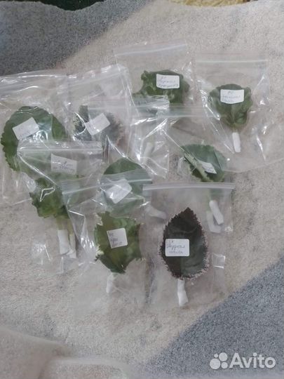 Срез листовых черенков сортовых фиалок