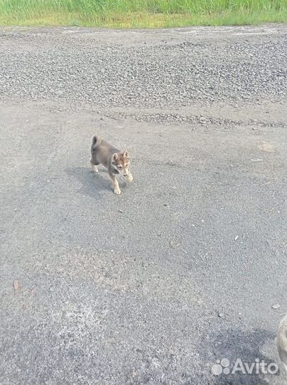 Щенки западно сибирской лайки