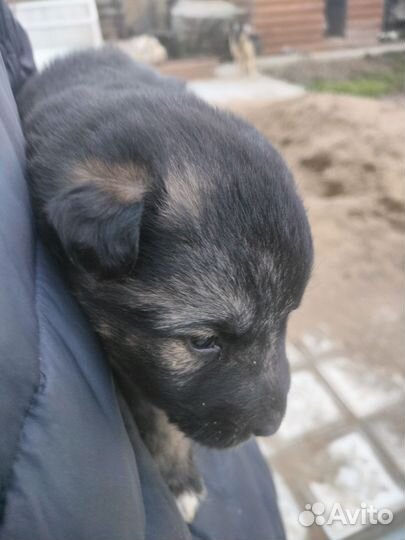 Собака в добрые руки щенок метис немецкой овчарки