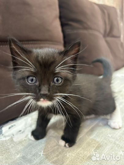 Кошка в дар