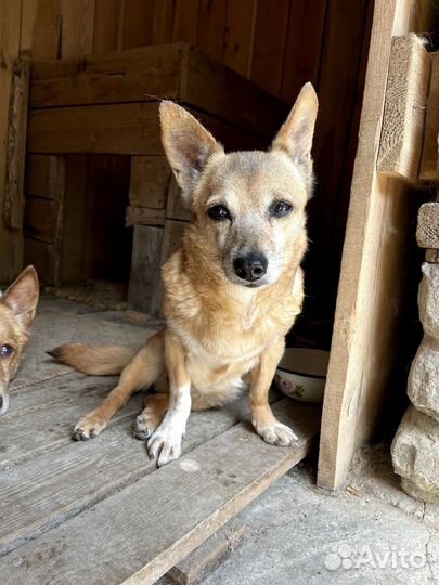 Миниатюрные собачки