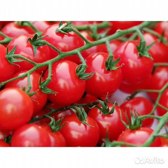 Подработка в теплице