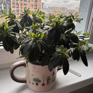 Азалия розовая