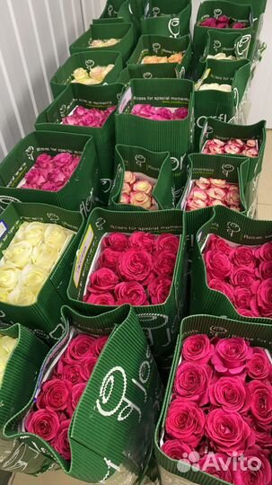 Цветы розы эквадор