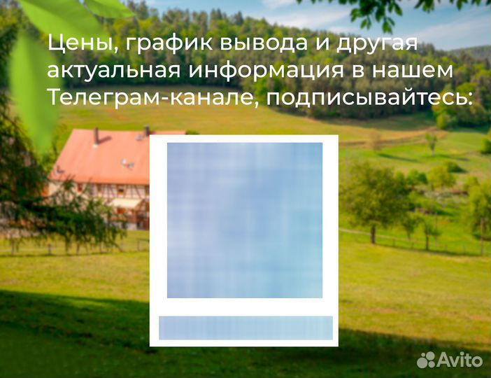 Индюшата суточные Биг 6