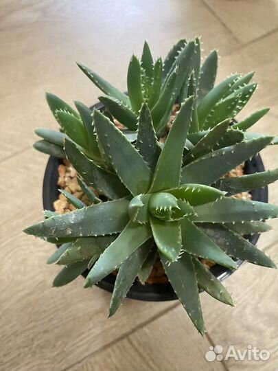 Суккуленты