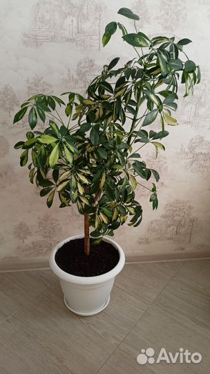 Комнатные цветы шефлера