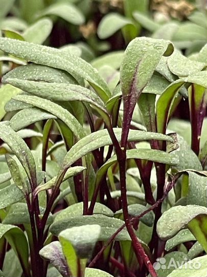 Зелень Микрозелень