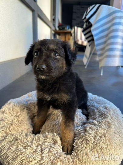 В добрые руки