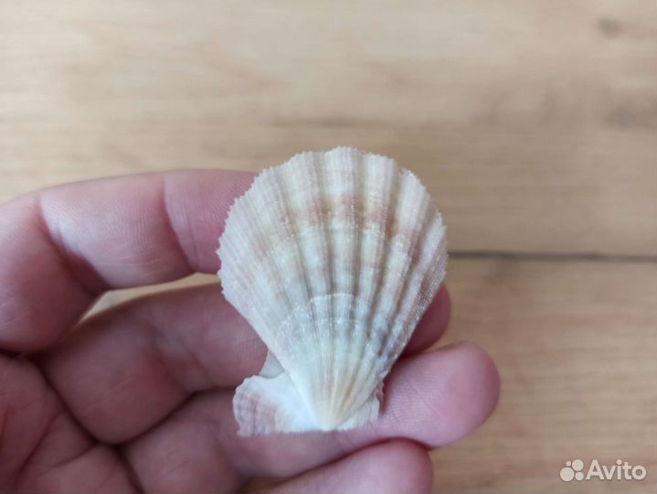 Морская раковина