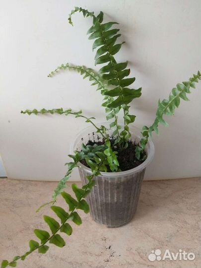Папоротник нефролепис