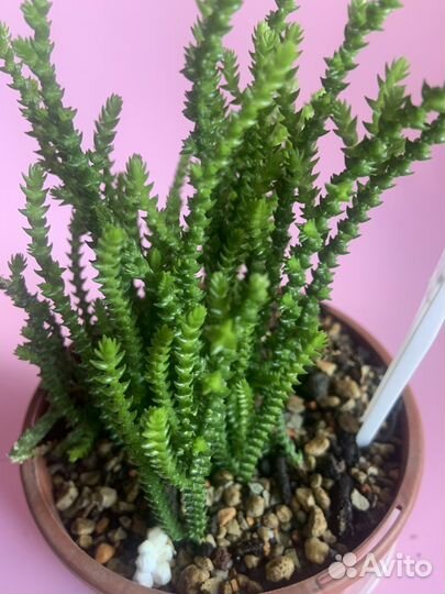 Крассула плауновидная