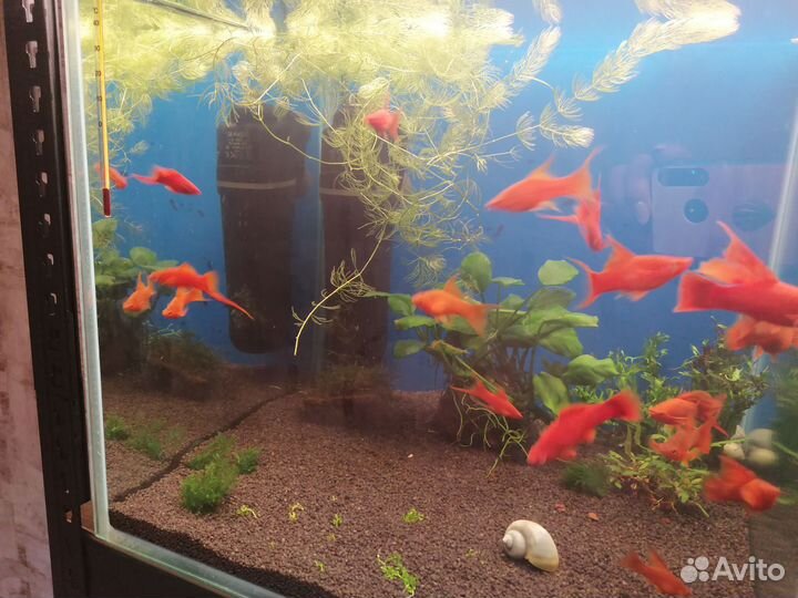 Мальки Меченосца