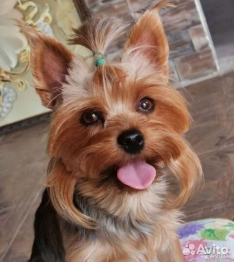 Йоркширский терьер щенки