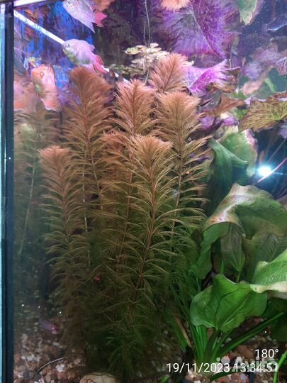 Аквариумные растения