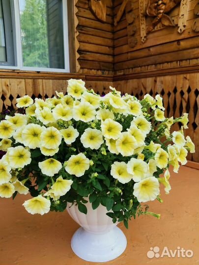 Рассада петунии Тайдал, Опера,Шок Вэйв, Пендолино