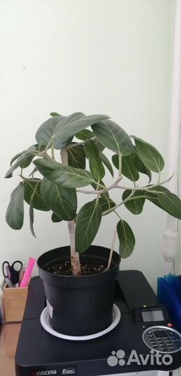 Фикус Бенгальский